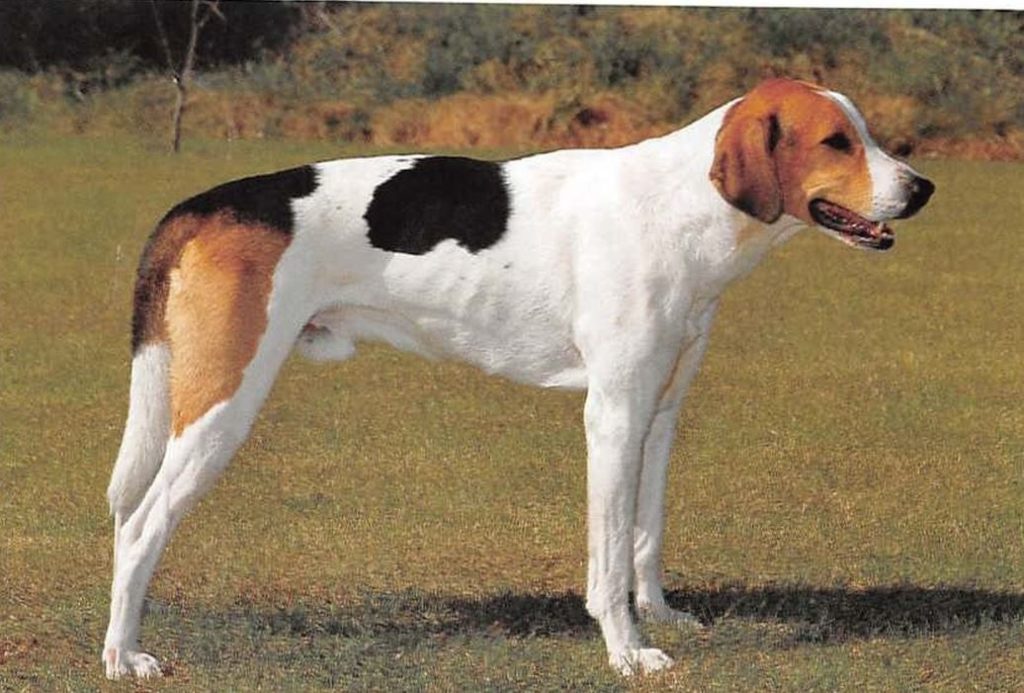 ᐅ Russische gefleckte Bracke Rassebeschreibung › guterHund.de