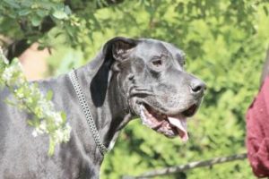 Schwarze Deutsche Dogge