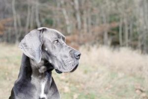 Schöne Deutsche Dogge