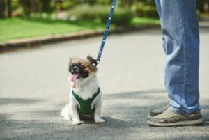 kleiner Hund mit Hundegeschirr