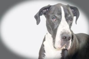 schwarz weisse Deutsche Dogge
