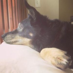 Australian Kelpie liegend