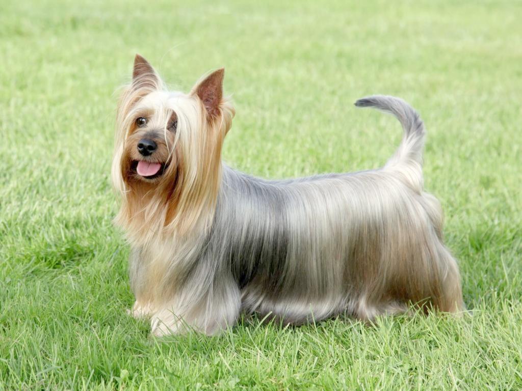Australian Silky Terrier