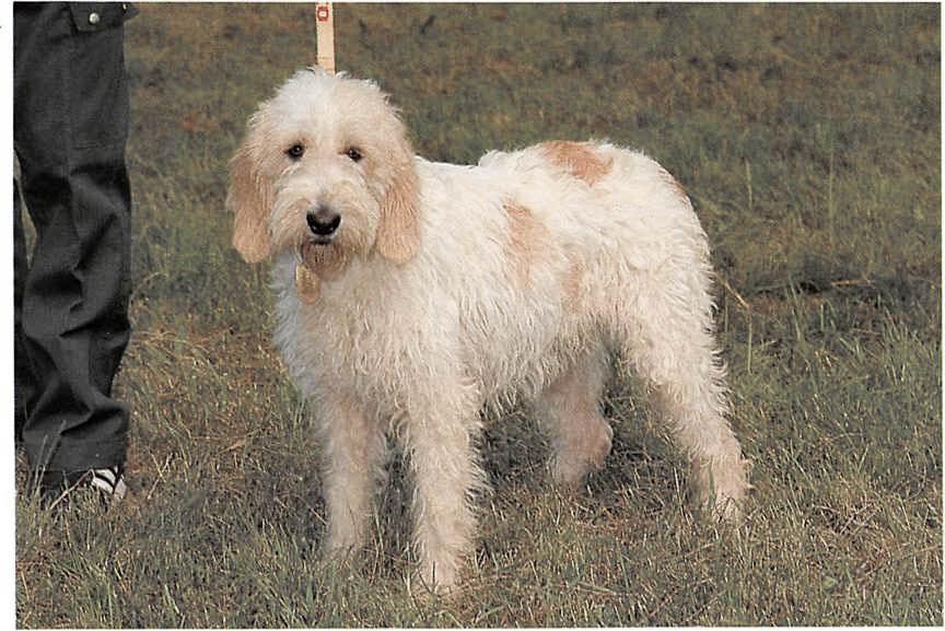 Briquet Griffon Vendeen