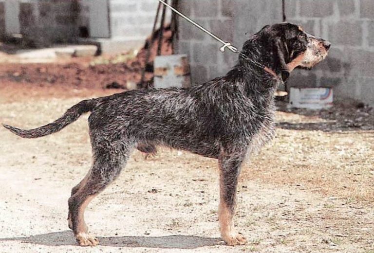 ᐅ Griffon bleu de Gascogne Rassebeschreibung mit Video › guterHund.de