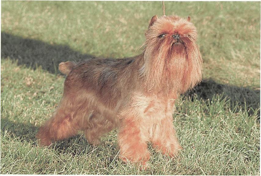 ᐅ Belgischer Griffon Brabanter Griffon Brüssler Griffon › guterHund.de
