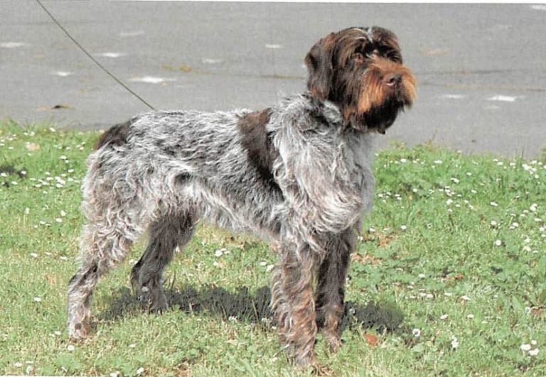 ᐅ Griffon d�arret à poil dur Korthals Rassebeschreibung mit Video