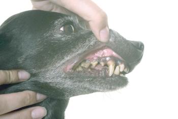Hund Zahnstein