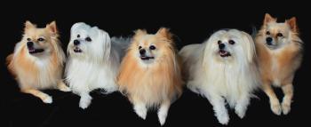 Hunde mit schönem Fell