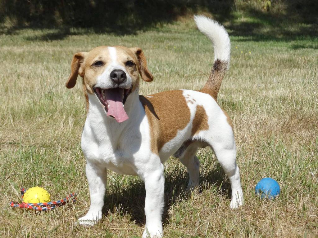 Jack Russell Terrier