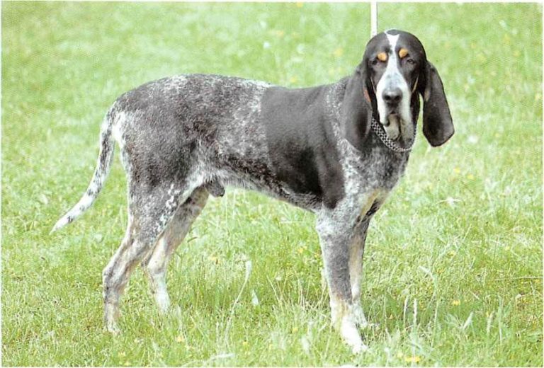 ᐅ Petit Bleu De Gascogne - Rassebeschreibung mit Video › guter-Hund.de