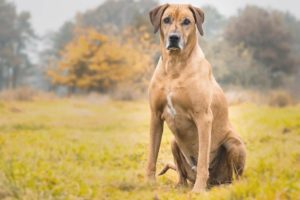 Rhodesian Ridgeback