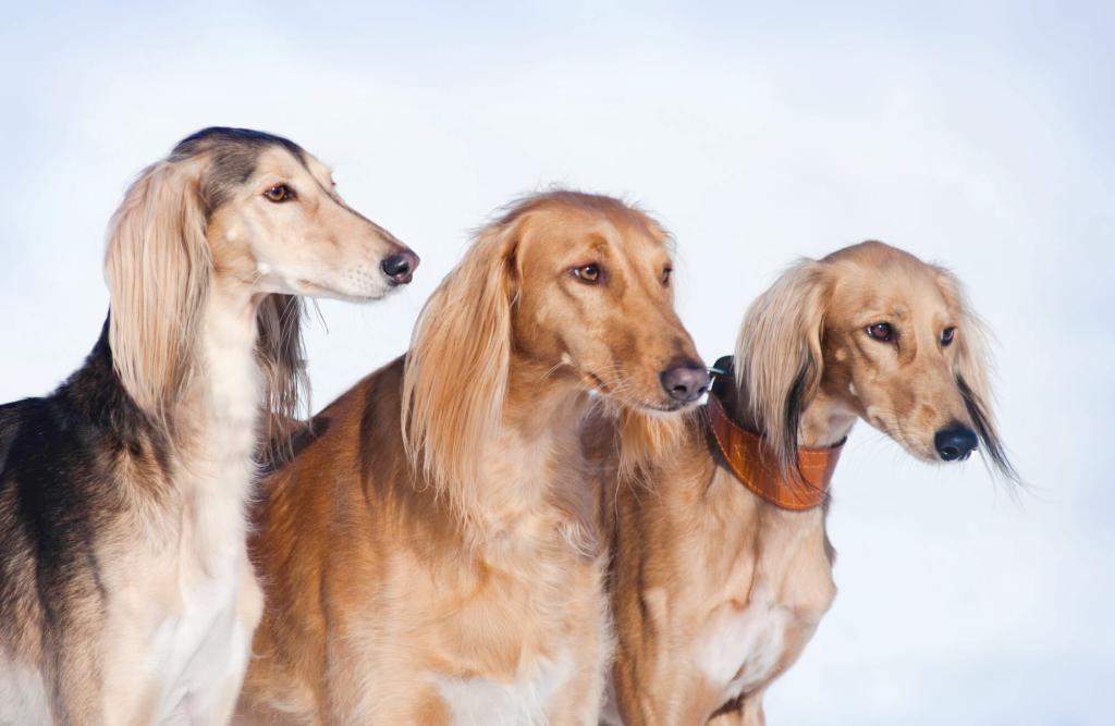 Saluki