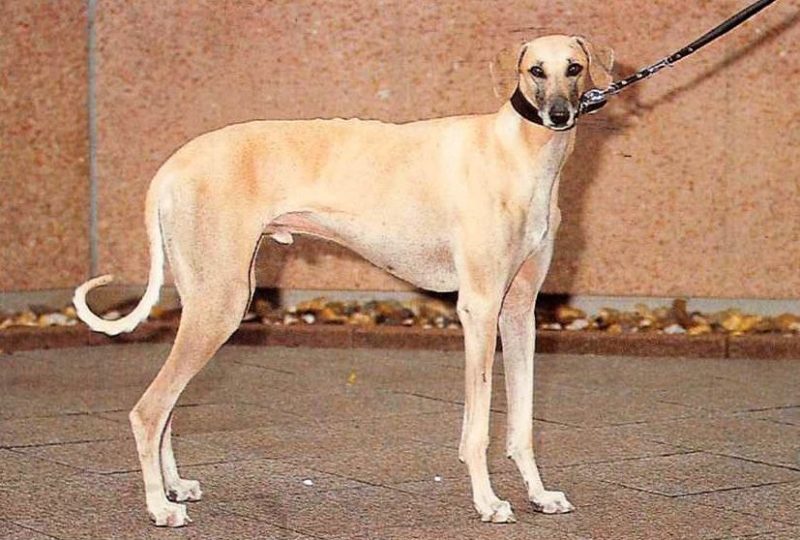 ᐅ Sloughi Rassebeschreibung mit Video › guterHund.de