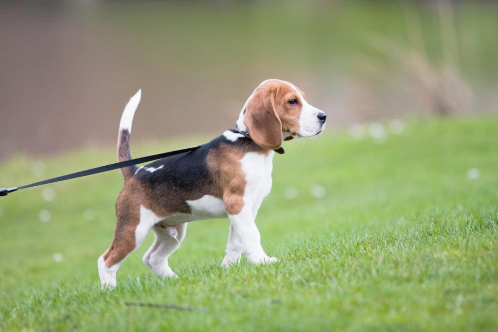 ᐅ Was du beachten musst, wenn du mit deinem Welpen spazieren gehst ? › guterHund.de