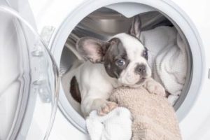 Welpe versteckt sich in Waschmaschine