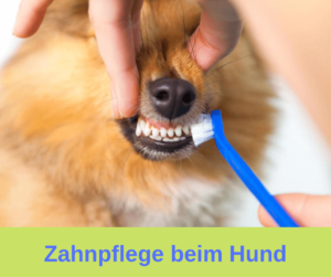 Zahnpflege bei einem Hund