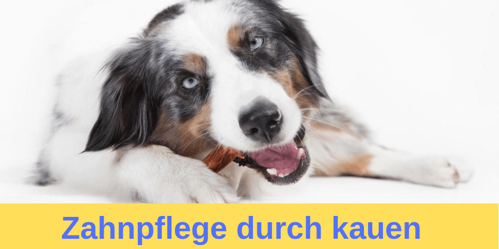 Zahnpflege beim Hund durch kauen