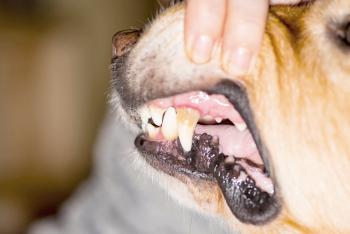 Zahnstein Hund