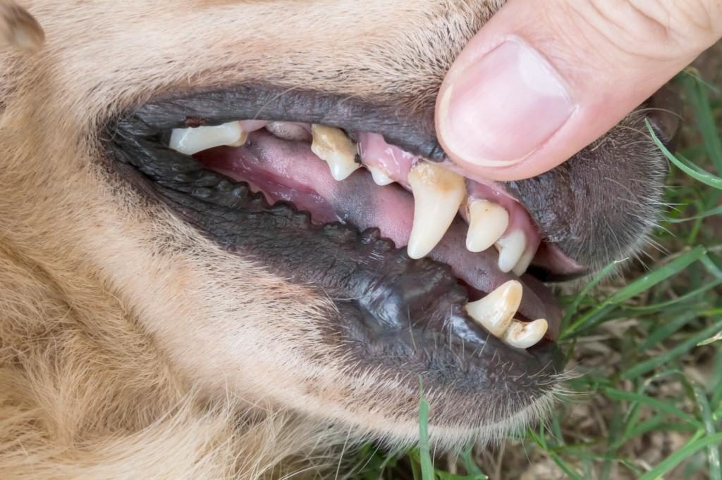 Zahnstein beim Hund