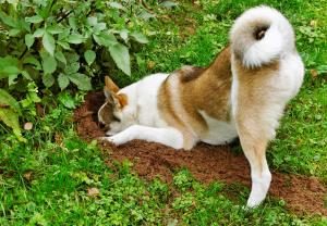 Welpe gräbt ein Loch