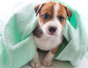 Welpe nach dem baden