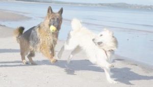 2 Hunde mit mittellangem Fell
