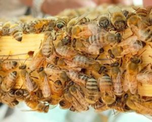 Bienen im Bienenstock
