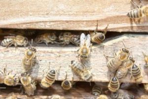 Bienenstock