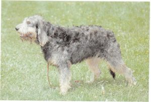 Griffon Nivernais