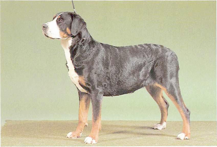 Großer Schweizer Sennenhund
