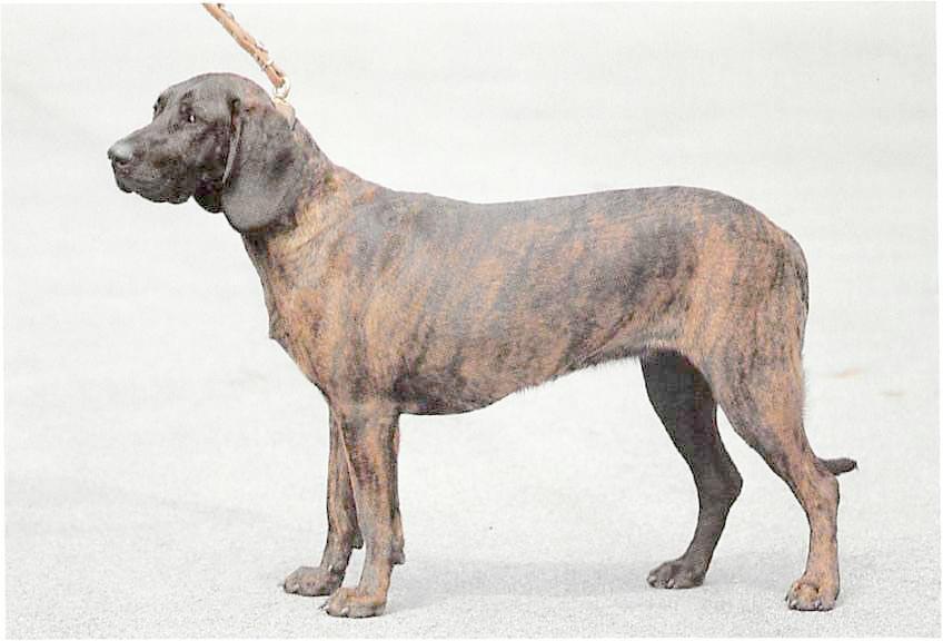 Hannoverscher Schweisshund