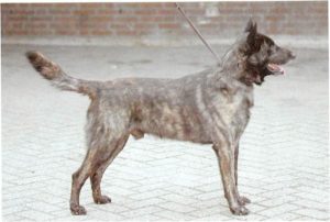 Holländischer Schäferhund