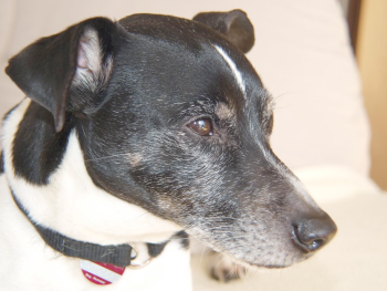 Hund der wenig Fell verliert