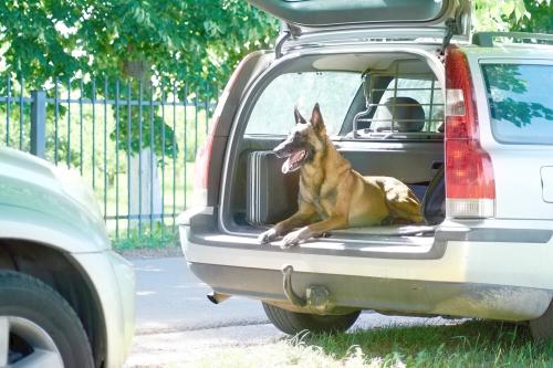 Hund durch Hundegitter im Auto gesichert