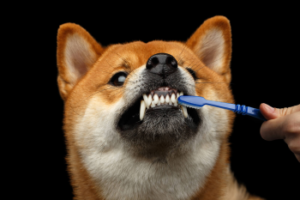 Hund lässt sich die Zähne putzen