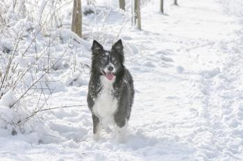 Hund mit Winterfell
