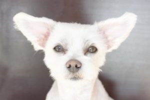 Hund mit großen Ohren