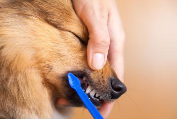 Hund regelmäßig die Zähne putzen
