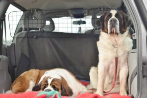 Hunde im Kofferraum mit Hundegitter gesichert