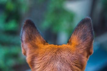 Hundeohren von hinten