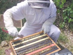 Imker erntet Propolis