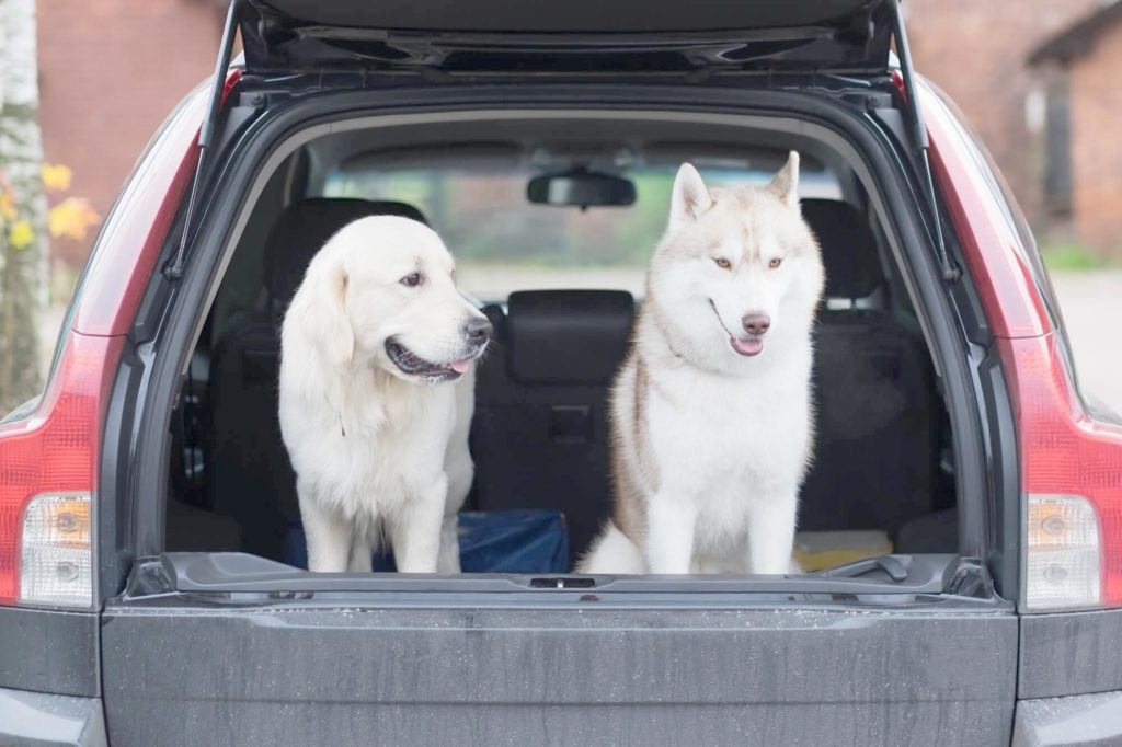 Kofferraumschutz für Hunde
