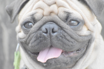 Mops mit Augenproblemen
