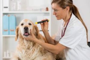 Tierarzt kontrolliert Augen eines Hundes