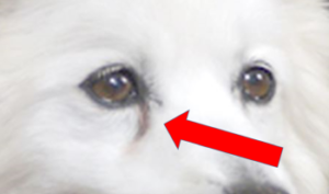 Tränenfleck bei einem weißen Hund