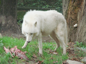 Wolf beim fressen