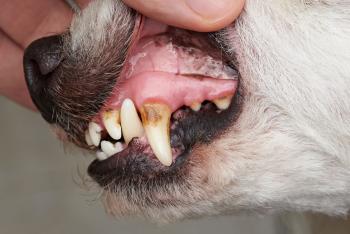 Zahnbelag auf Hundezähnen
