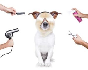 alle Hunde brauchen Pflege