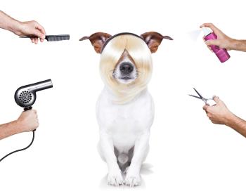 alle Hunde brauchen Pflege